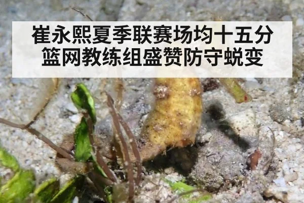 崔永熙夏季联赛场均十五分篮网教练组盛赞防守蜕变